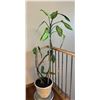 Image 1 : Potted Live Dieffenbachia Plant