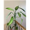 Image 2 : Potted Live Dieffenbachia Plant