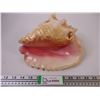 Image 1 : Large Natural Conch Pink Queen