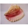 Image 2 : Large Natural Conch Pink Queen