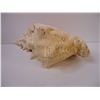 Image 3 : Large Natural Conch Pink Queen