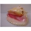 Image 4 : Large Natural Conch Pink Queen