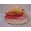 Image 5 : Large Natural Conch Pink Queen
