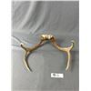 Image 2 : 2 Pairs Of Deer Antlers