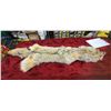 Image 1 : 57" TANNED COYOTE (BRUSH WOLF) HIDE