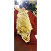 Image 2 : 57" TANNED COYOTE (BRUSH WOLF) HIDE