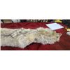 Image 3 : 57" TANNED COYOTE (BRUSH WOLF) HIDE