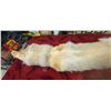 Image 8 : 59" TANNED COYOTE (BRUSH WOLF) HIDE