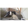 Image 5 : THREE 36 INCH MAGNUM CANADA GOOSE DECOY C/W 2 FEEDER AND 1 SENTRY HEAD