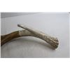 Image 4 : Decorative Antler Shed