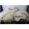 Image 1 : High Mountain Goat  Skin (43" x 30")