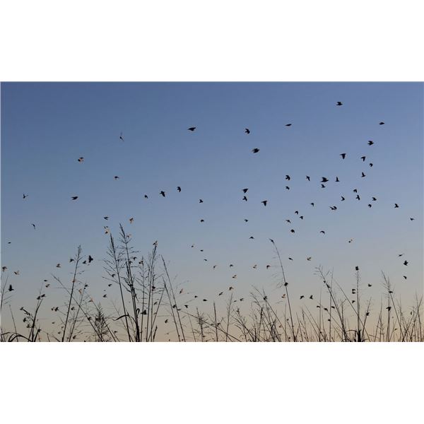 Argentina Dove Hunt for 4 Hunters