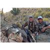 Image 2 : Mule Deer in New Mexico Rifle Hunt for 2 Hunters