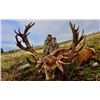 Image 4 : Red Stag hunt in Scotland for 1 hunter