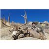Image 4 : New Mexico Elk, Mule Deer, and Black Bear Archery Combo Hunt for 2 hunters
