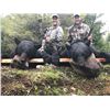 Image 3 : Black Bear Hunt for 1 Hunter in New Brunswick, Canada