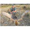 Image 2 : Spanish Red Deer or Fallow Deer in Spain with Cazatur