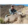Image 2 : Coues Deer Hunt in Wilcox, Arizona, Hunters Choice Archery or Rifle