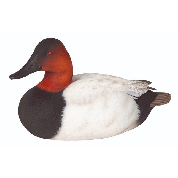Canvasback Decoy