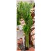 Image 2 : NEW ARTIFICIAL GOLDEN CANE PALM TREE - 6 FEET