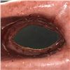 Image 2 : The Good Doctor - Flesh Tunnel - 15in H x 16in x 11in - screen used