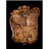 Image 1 : Fringe - Amber Mutant Torso