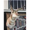 Image 2 : Antelope Shoulder Mount- Scores 80 4/8 B+C