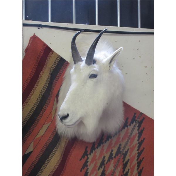 Rocky Mountain Goat Shoulder Mount- 9" Horns- 5.25" Bases