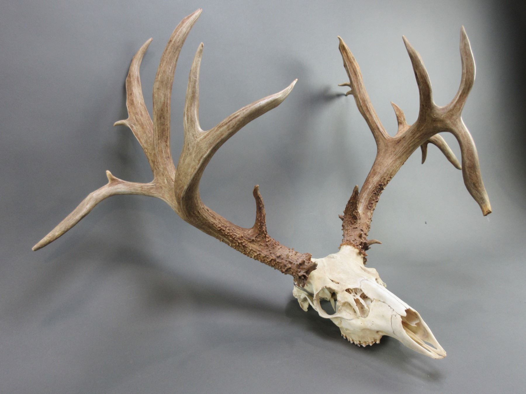 Exceptional Non Typical Mule Deer Rack- 210 4/8 B+C Score