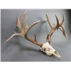 Image 2 : Exceptional Non Typical Mule Deer Rack- 210 4/8 B+C Score