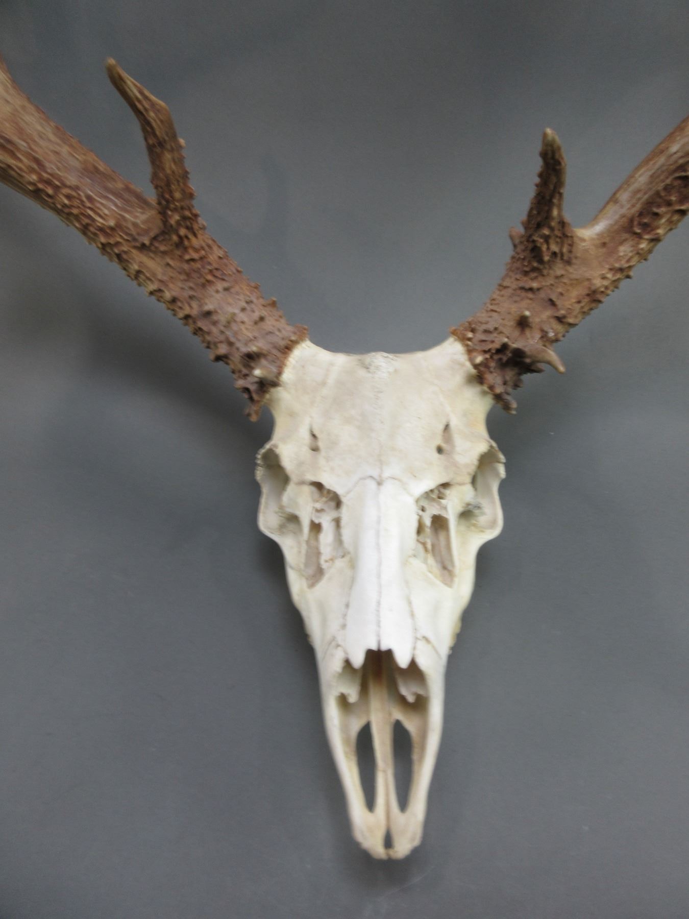 Exceptional Non Typical Mule Deer Rack- 210 4/8 B+C Score