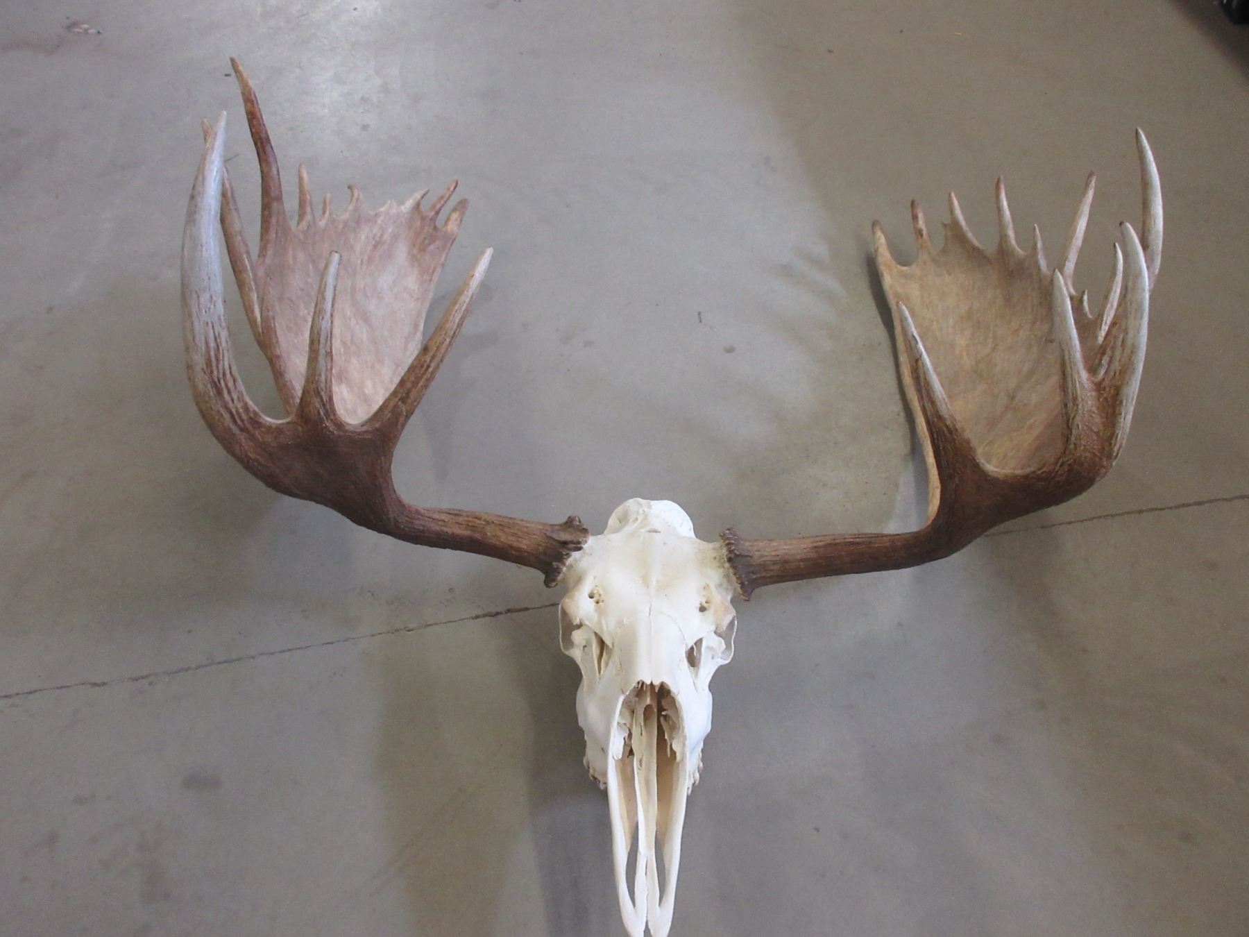 Large Moose Rack On Skull- 205 6/8 B+C Score- Big Paddles- Heavy ...
