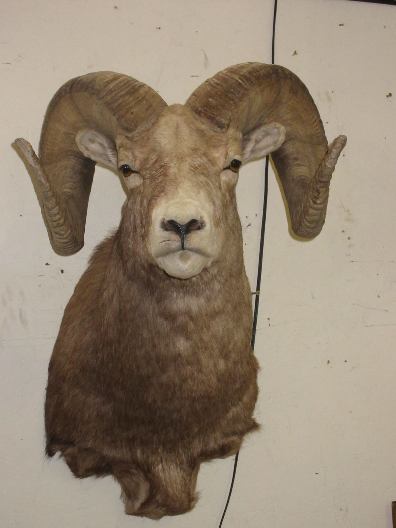 Rocky Mountain Big Horn Ram Shoulder Mount- 34