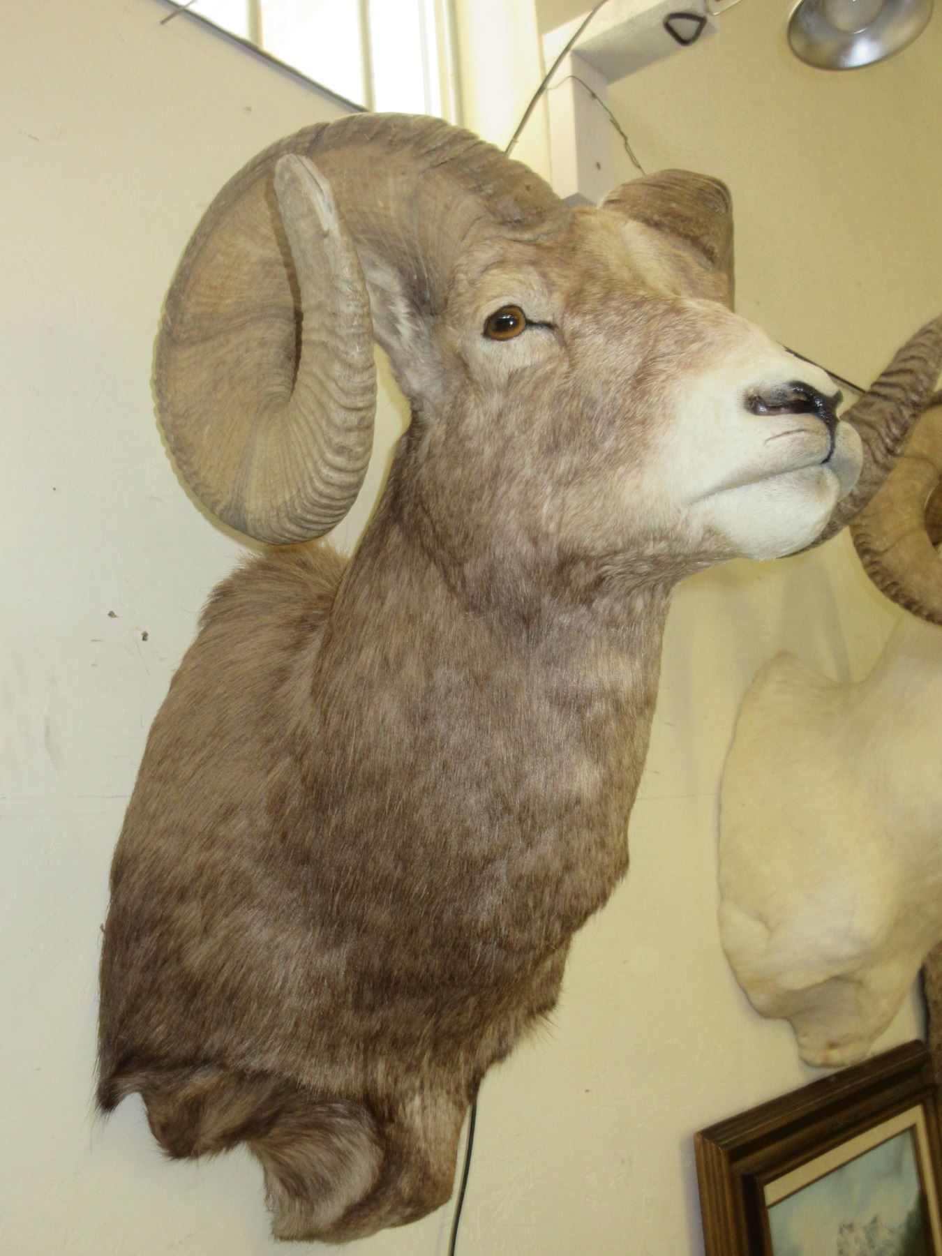 Rocky Mountain Big Horn Ram Shoulder Mount- 34