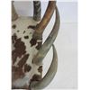 Image 6 : Vintage Cowhide Covered Horn Chair And Footstool- 45" X 31" X 22"D- Good Condition- Well Made