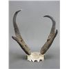 Image 2 : Antelope Skull Mount- 80 4/8 B+C