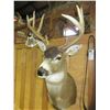Image 1 : Sitka Blacktail Deer Shoulder Mount- 100 B+C Score