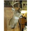 Image 2 : Sitka Blacktail Deer Shoulder Mount- 100 B+C Score