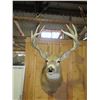 Image 1 : Whitetail Shoulder Mount- 160 3/8 B+C Score