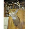 Image 2 : Whitetail Shoulder Mount- 160 3/8 B+C Score