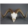 Image 1 : Dall Sheep Skull Mount- 33" Curl- 12.25" Bases