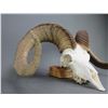 Image 2 : Dall Sheep Skull Mount- 33" Curl- 12.25" Bases