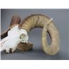 Image 3 : Dall Sheep Skull Mount- 33" Curl- 12.25" Bases