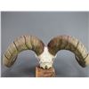 Image 4 : Dall Sheep Skull Mount- 33" Curl- 12.25" Bases