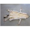 Image 2 : Tanned Alaskan Wolf Hide With Feet And Claws- 73" With Tail- Good Fur