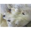 Image 3 : Tanned Alaskan Wolf Hide With Feet And Claws- 73" With Tail- Good Fur