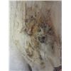 Image 8 : Tanned Alaskan Wolf Hide With Feet And Claws- 73" With Tail- Good Fur