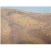 Image 8 : Unmarked Card Suits Bronc Belt- Unmarked Tooled Bronc Belt