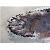 Image 2 : Double Matted Alaskan Wolf Rug- 8" With Tail- 61" Across Front Legs- 54" Across Hind Legs- Very Good
