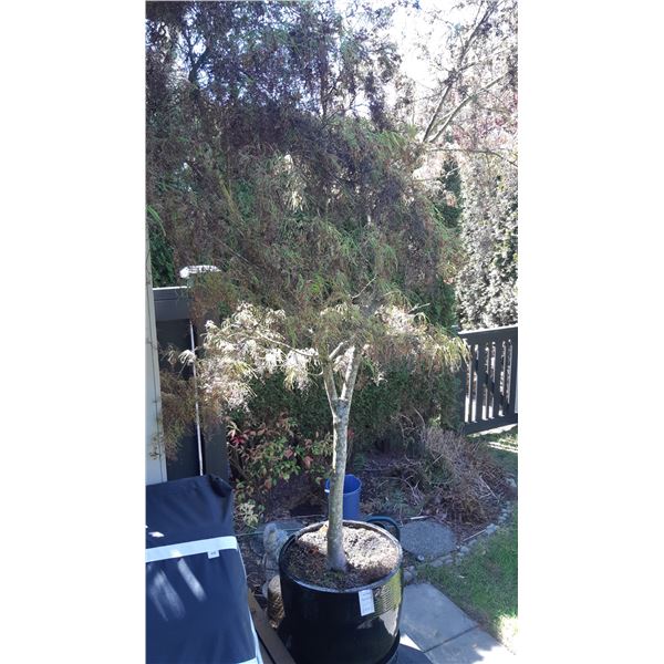 Potted Japanese Maple Tree 'Koto-no-ito' B